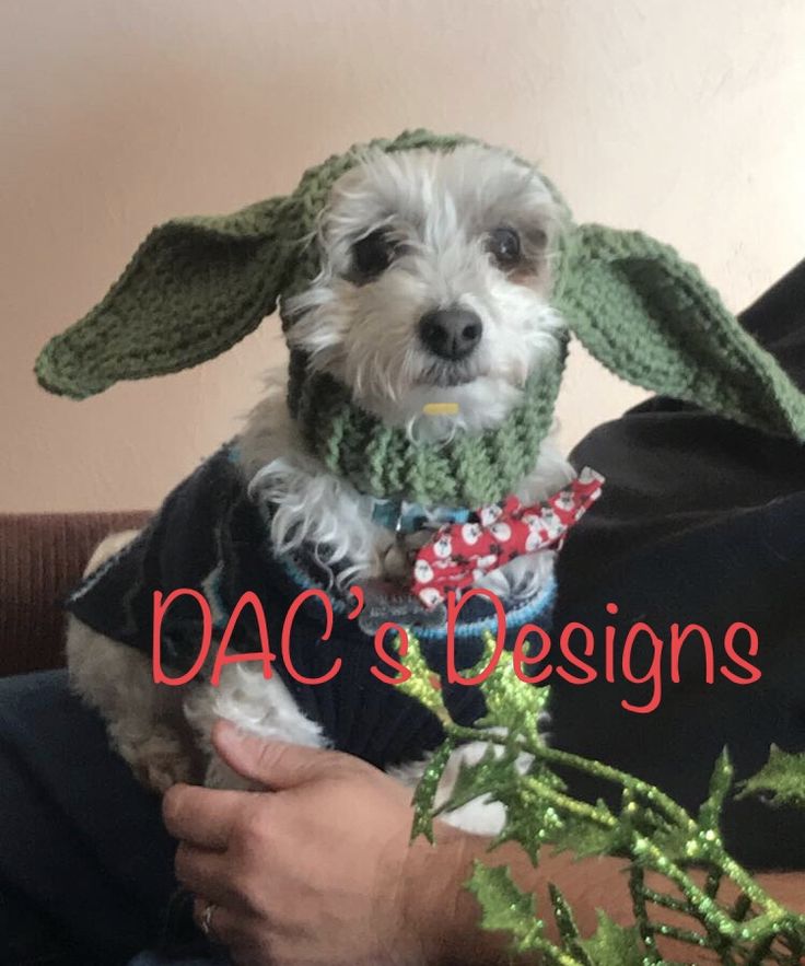 a small white dog wearing a knitted hat and scarf sitting on a man's lap