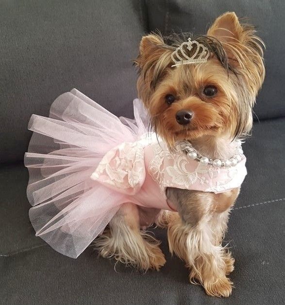 a small dog wearing a pink dress and tiara on top of a gray couch