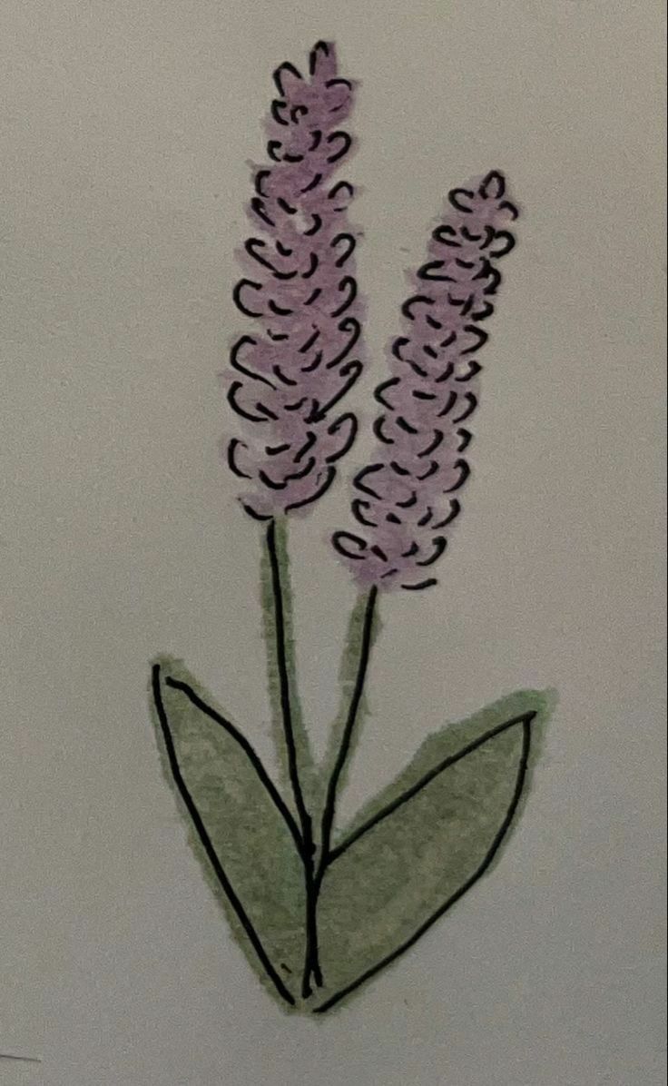 a drawing of two purple flowers on a white background