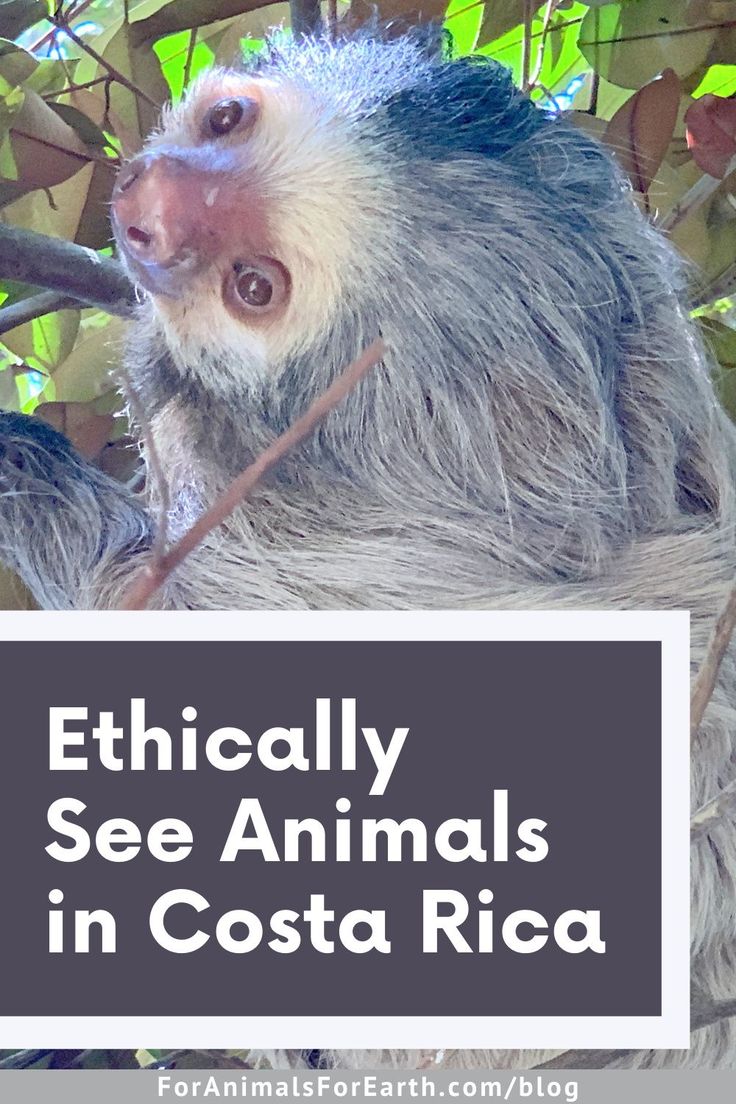 a sloth sitting on top of a tree branch with the words, politically see animals in costa rica