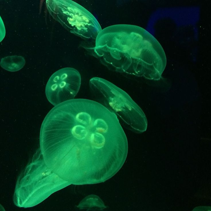 some very pretty green jellyfish in the dark water with lights on it's sides