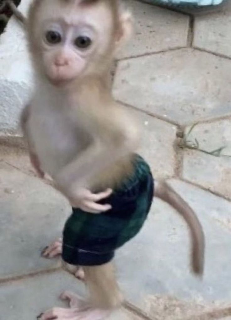 a small monkey standing on its hind legs