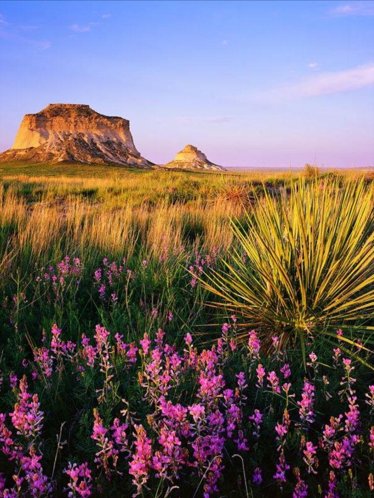 wildflowers in the foreground with a mountain in the background