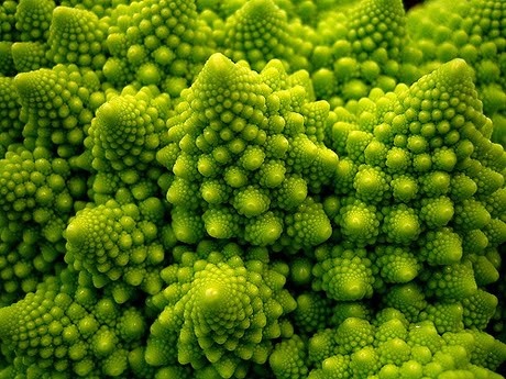 close up view of the top of a broccoli plant