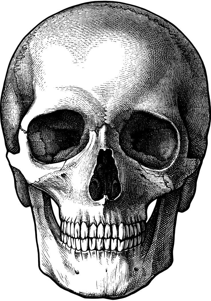 a black and white drawing of a skull