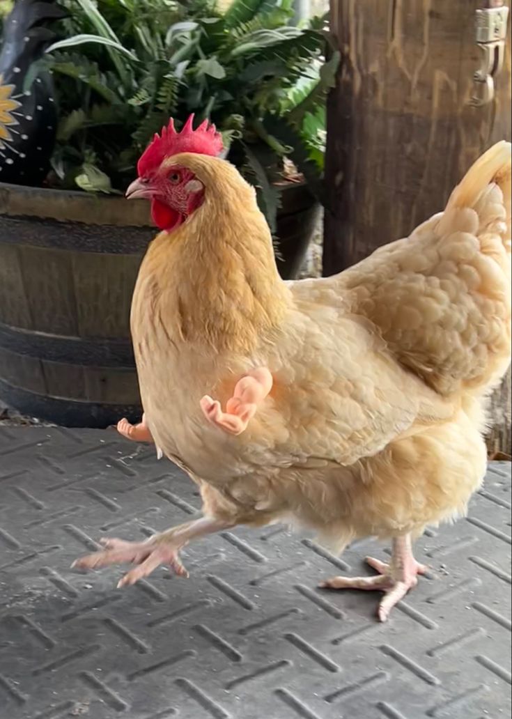 a chicken is standing on the ground next to a potted plant