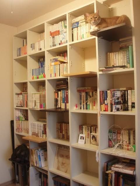 a cat sitting on top of a bookshelf in a room filled with shelves