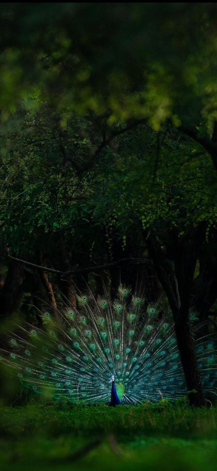 a peacock with its feathers spread out in the grass next to some trees and bushes