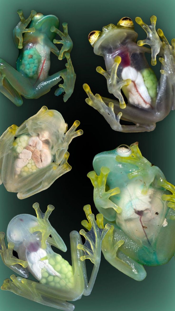 four frogs with their mouths open and one frog's head in the center, while another frog's mouth is opened