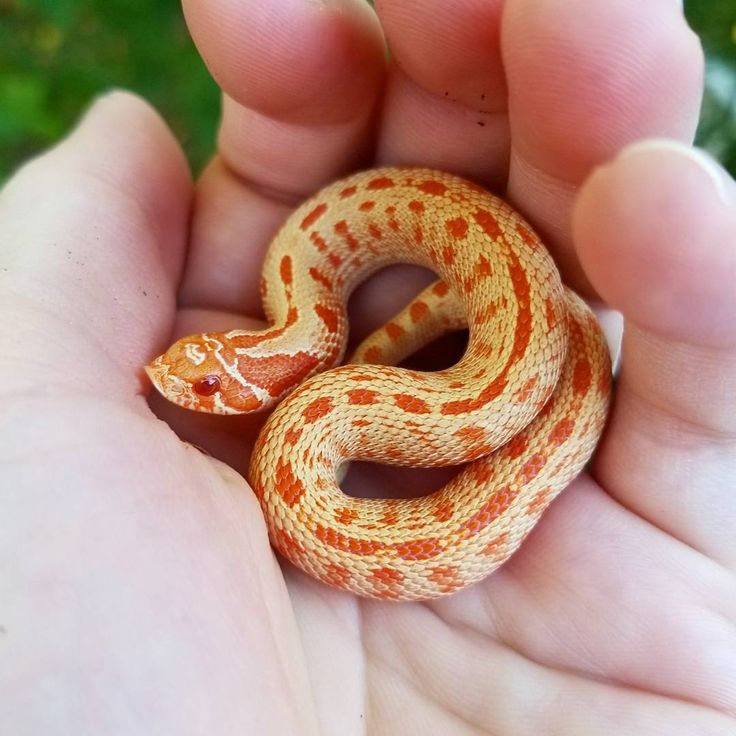 a small orange and white snake in someone's hand