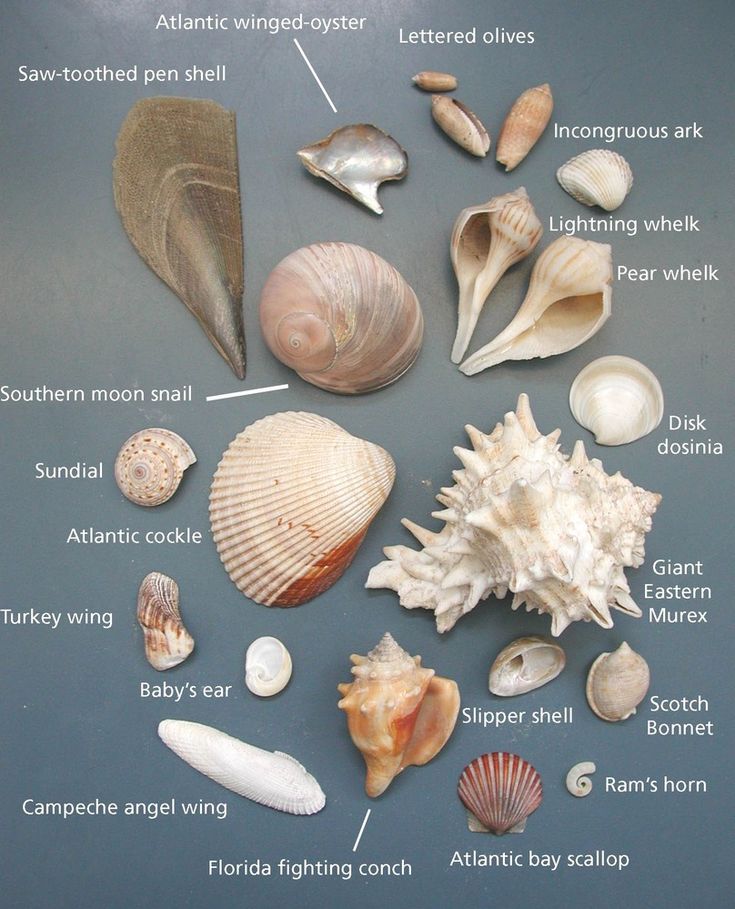 an image of sea shells on display in a museum setting with information about the different types and sizes