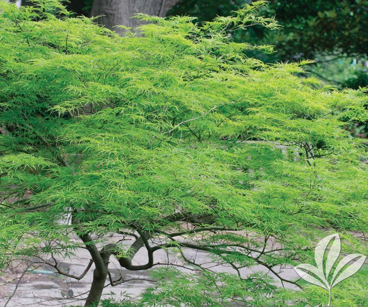 a small green tree in the middle of a park