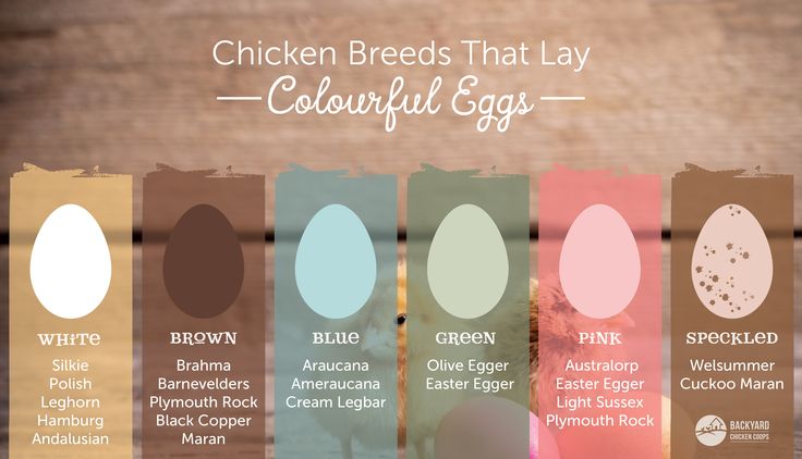 the chicken breeds that lay colorful eggs are shown in different colors and sizes, along with their names