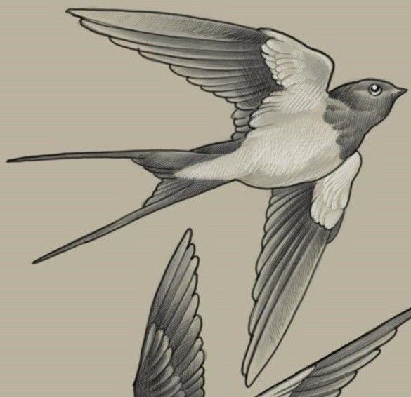 two birds flying next to each other on a gray background and one is black and white