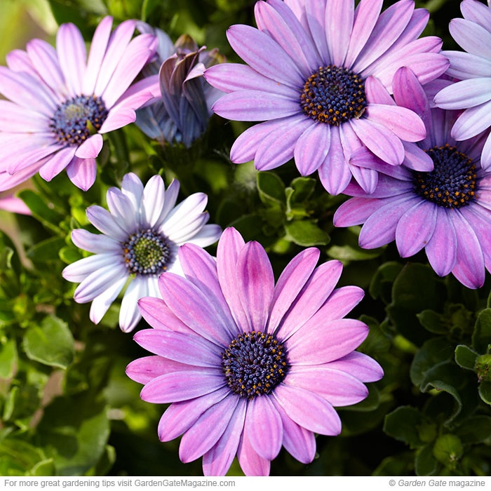 purple and white flowers with green leaves in the background