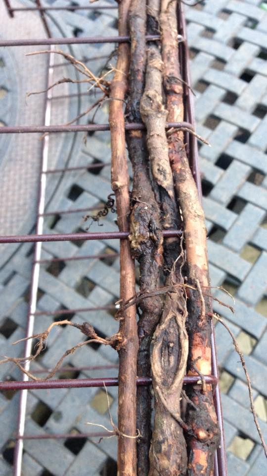 a close up of a metal grate with vines growing on it