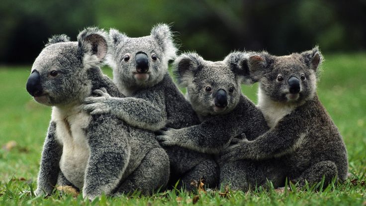 four koalas are sitting in the grass and one is holding on to its back