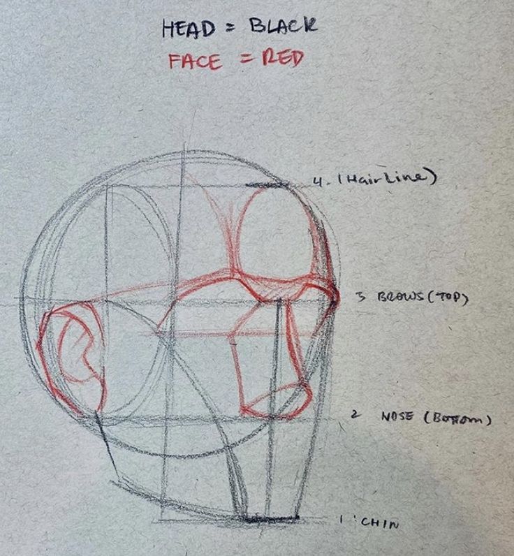 a drawing of the head and face with different parts labeled in red on white paper