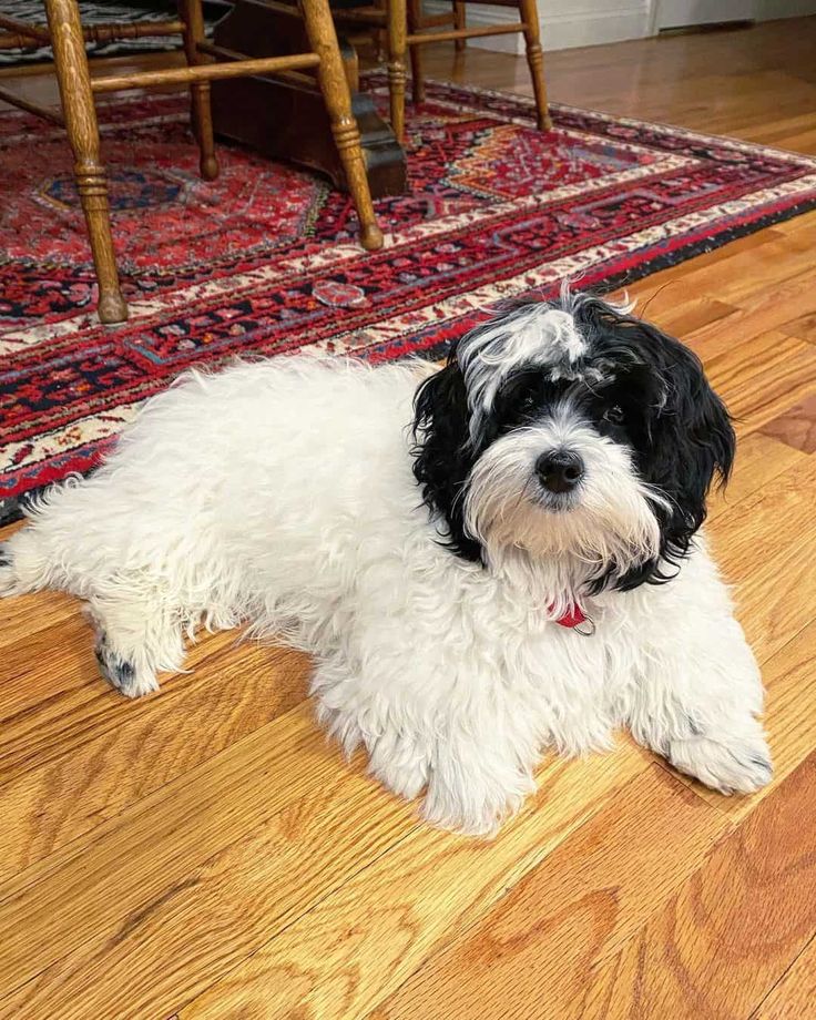 a small black and white dog laying on top of a wooden floor next to a rug