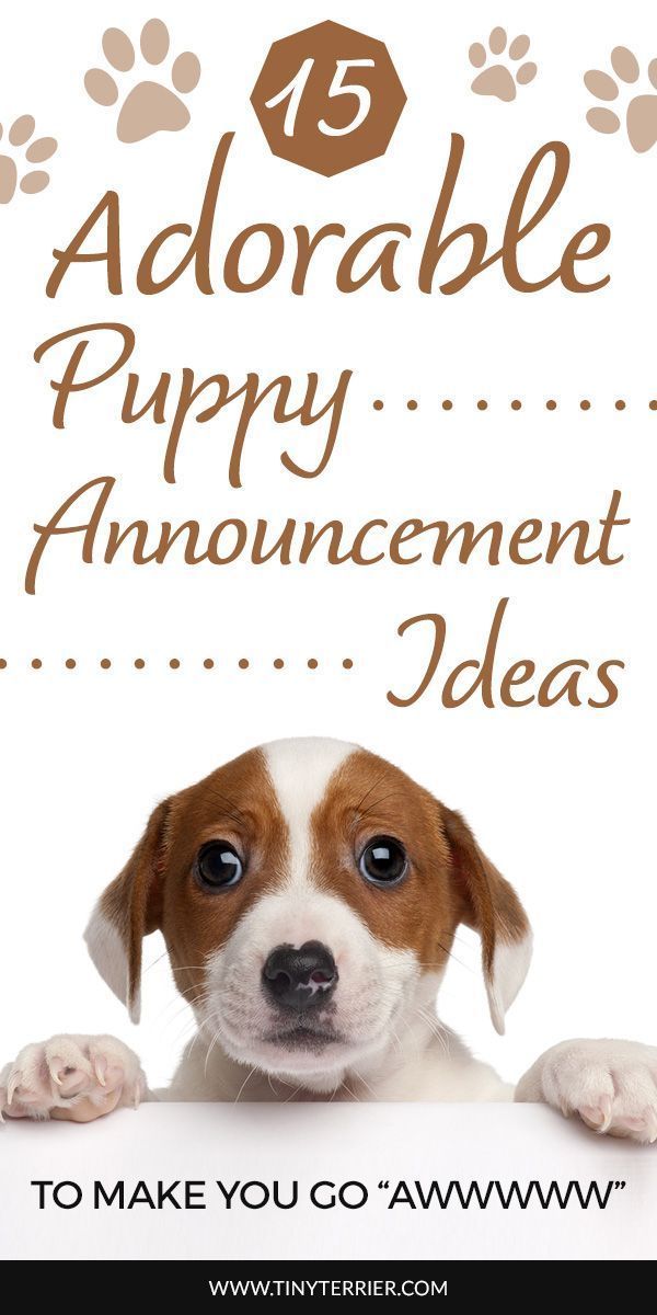 a brown and white dog is looking over a sign that says adorable puppy announcement ideas