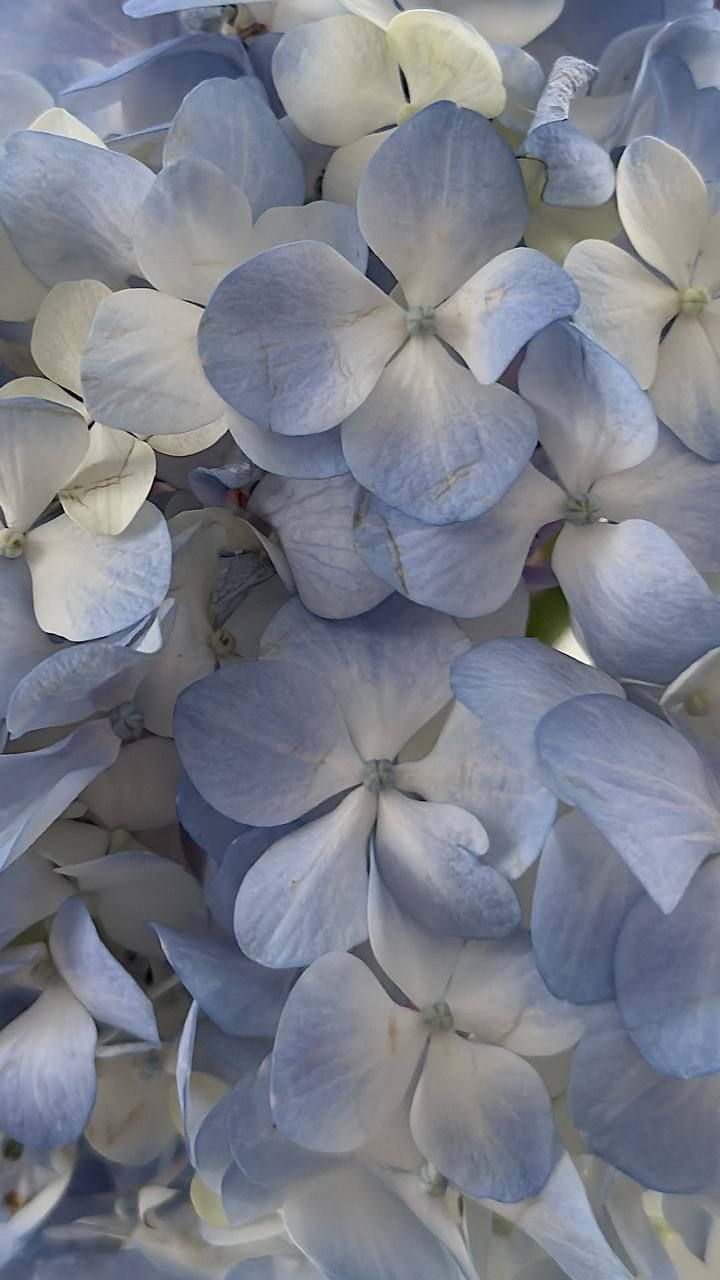 blue and white flowers are blooming in the sun