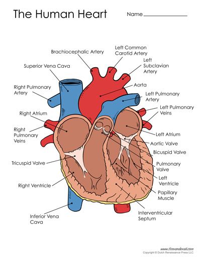 the human heart diagram with labels