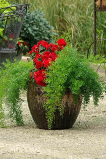 a potted plant with red flowers and greenery in the middle of a garden