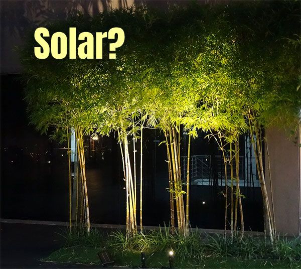 a group of bamboo trees in front of a building with the words solar on it