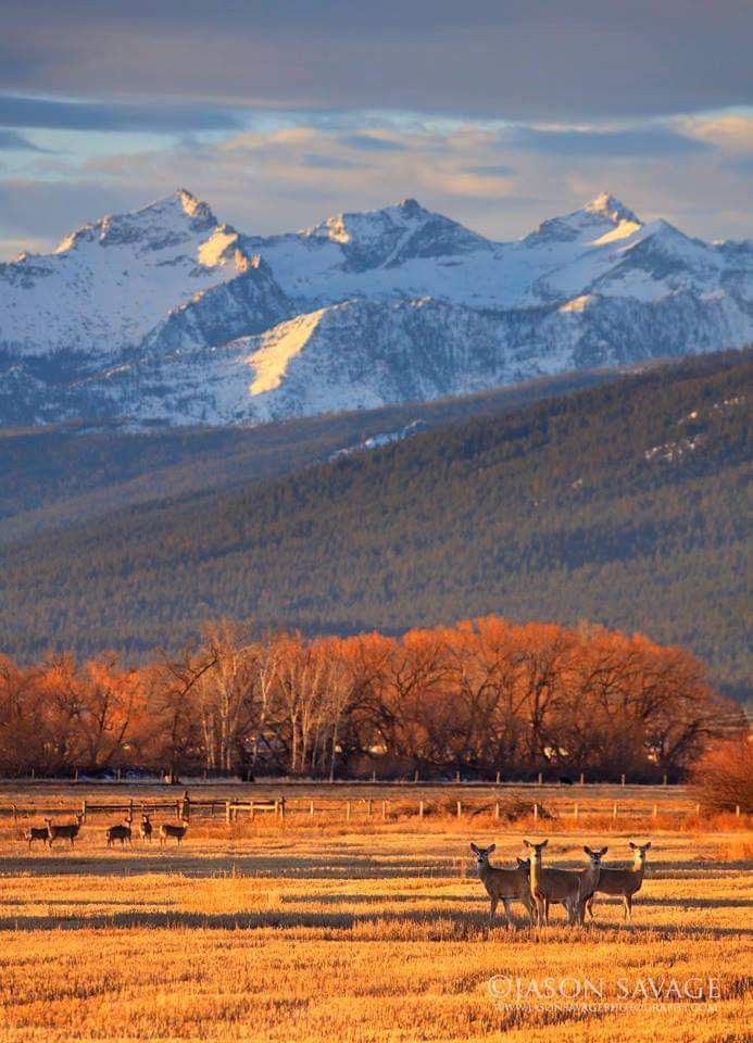 some animals are standing in an open field with mountains in the backgrouds