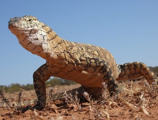 a large lizard standing on its hind legs in the middle of a dirt field with grass and bushes behind it