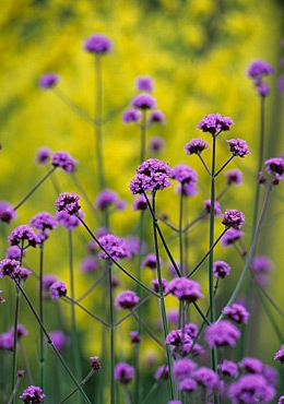 purple flowers are in the foreground and yellow flowers in the back ground behind them