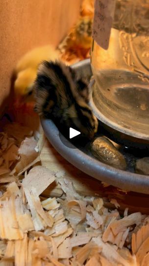 a small bird sitting in a bowl filled with wood shavings