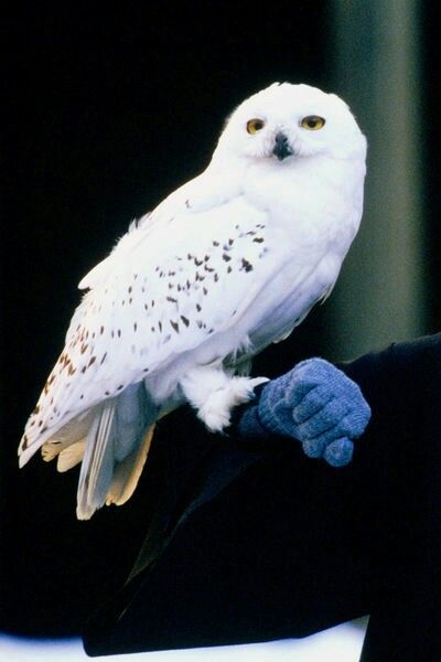 an owl perched on the arm of someone's gloved hand in front of a black background