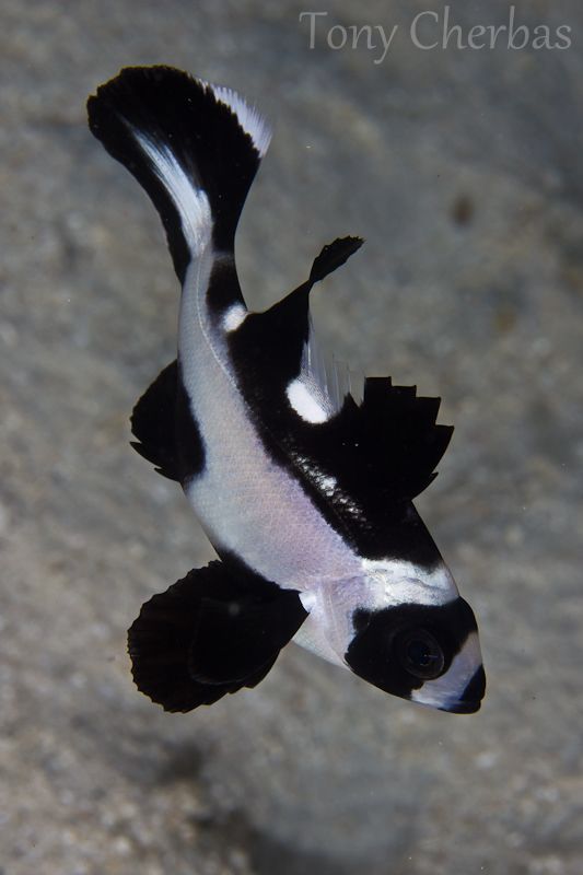 a black and white fish floating on top of water