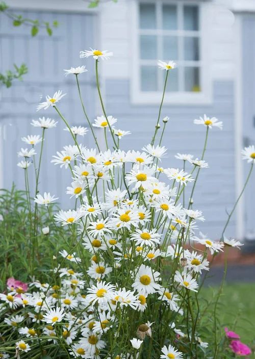 daisies and other flowers in front of a house