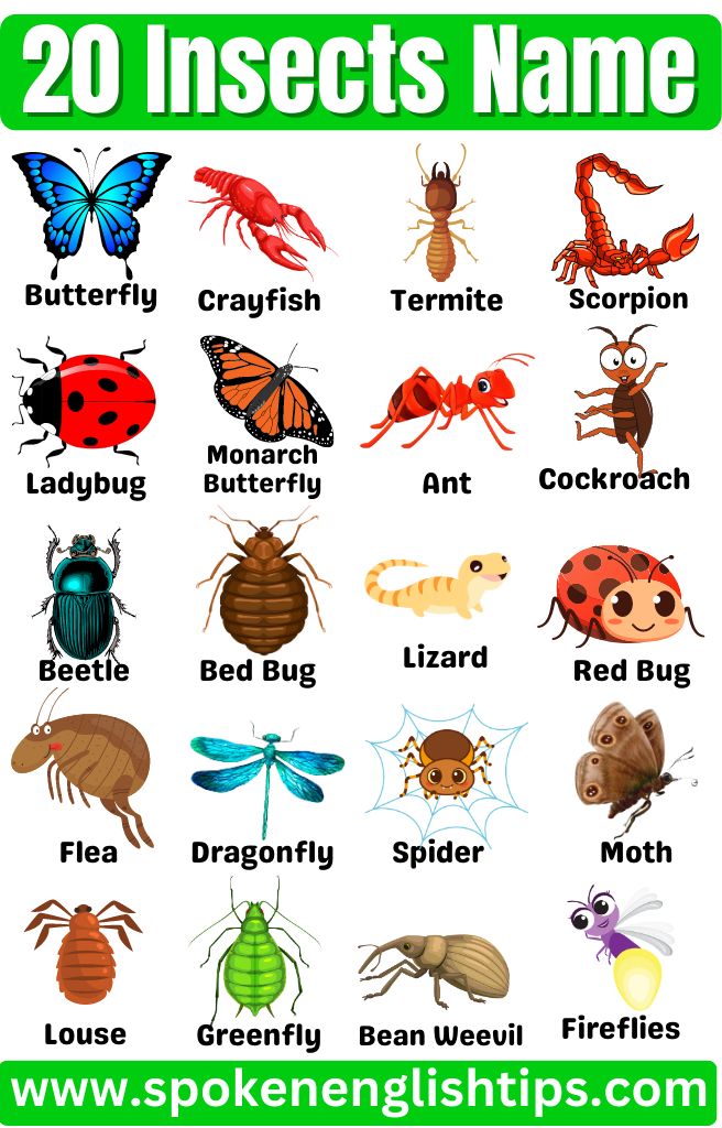 an insect identification poster with different types of bugs