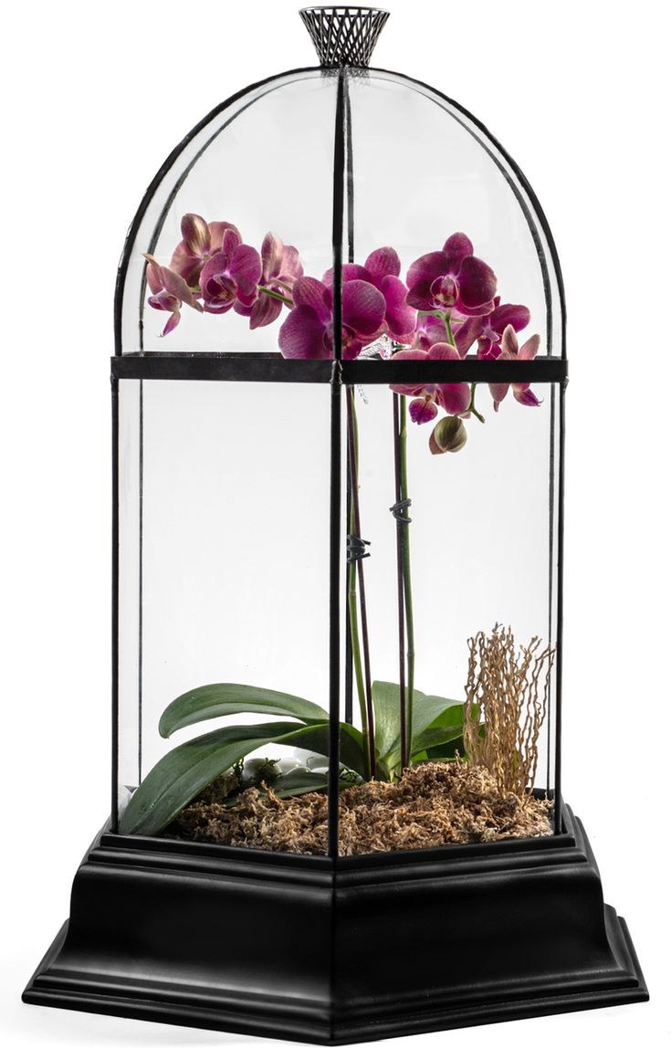 purple orchids in a glass dome with moss and dirt inside on a white background