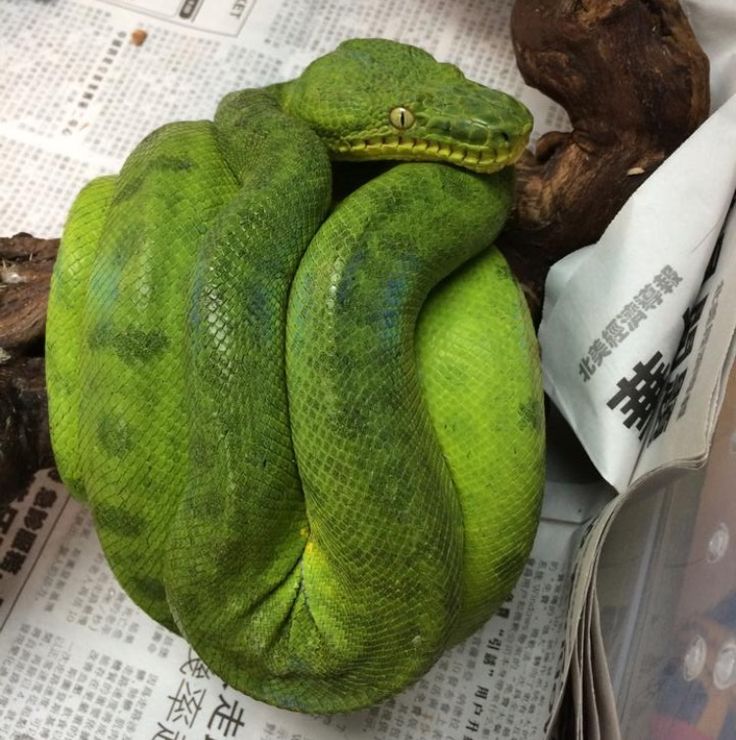 a green snake curled up on top of newspaper