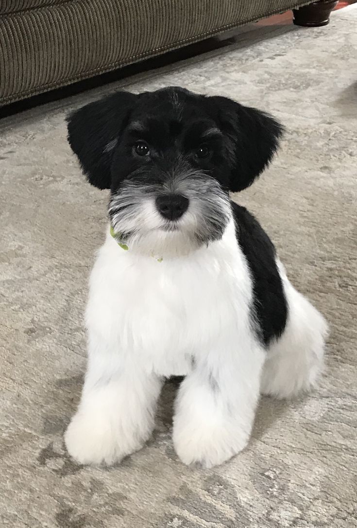 a small black and white dog sitting on the floor