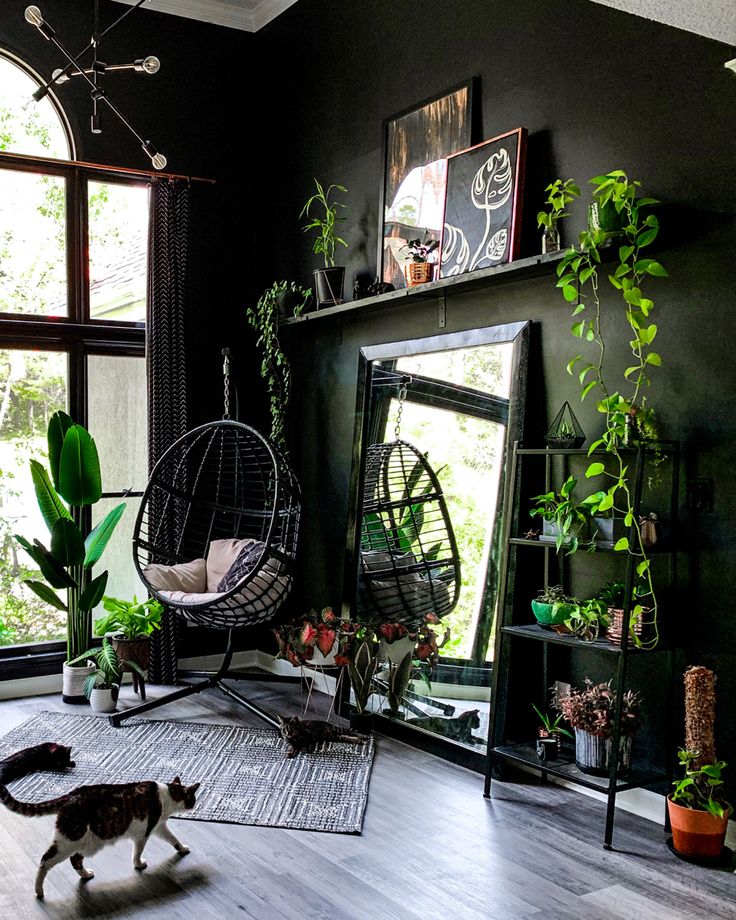 a cat is walking around in front of a mirror and hanging chair with plants on it