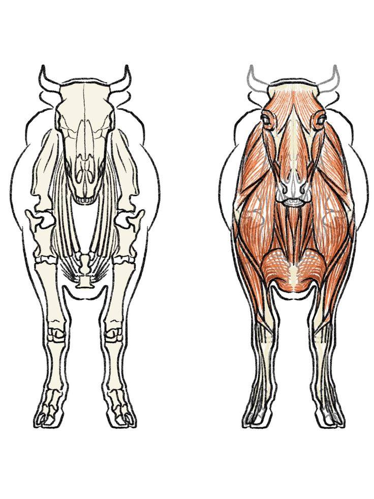 an image of two cows with muscles drawn on it's back and side view