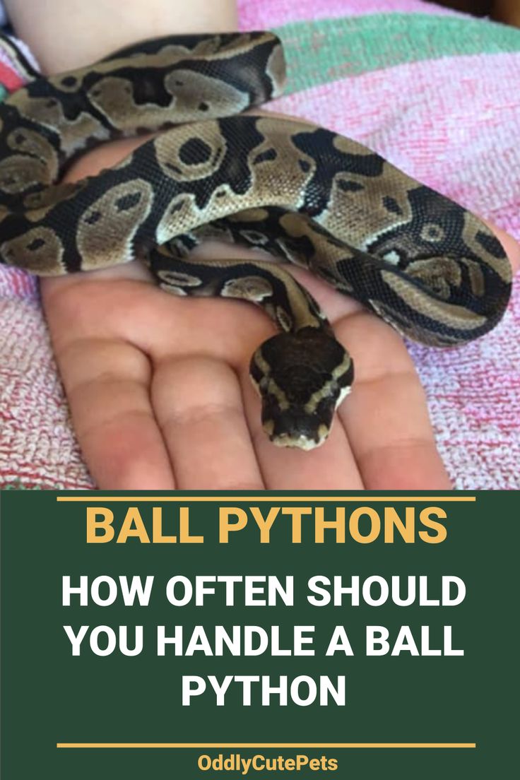 a person holding a ball python in their hand with text overlay that reads, ball pythons how often should you handle a ball?