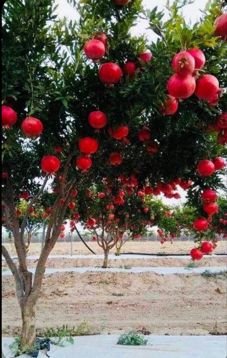 a tree filled with lots of red fruit next to a dirt ground covered in snow