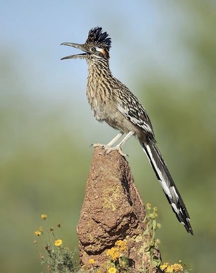 a bird standing on top of a rock next to yellow and white flowers in the desert