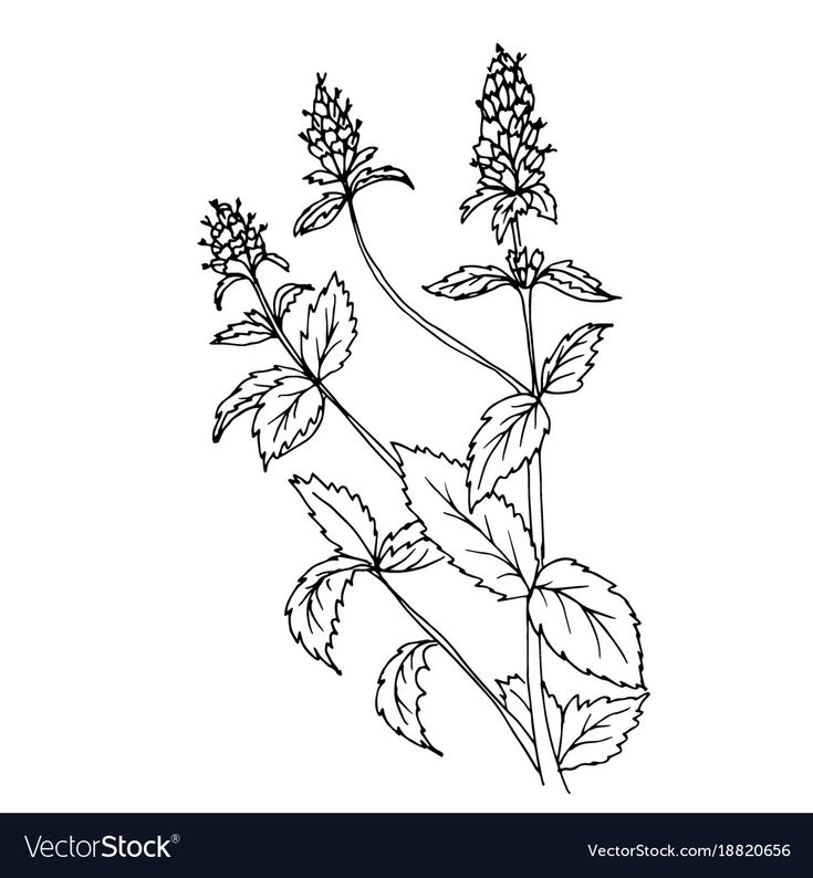 black and white drawing of flowers with leaves