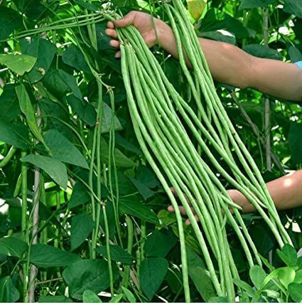 someone is picking beans from the tree