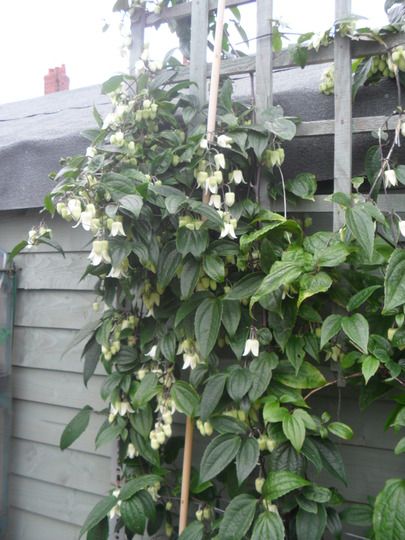 a plant with white flowers growing on the side of a house next to a fence