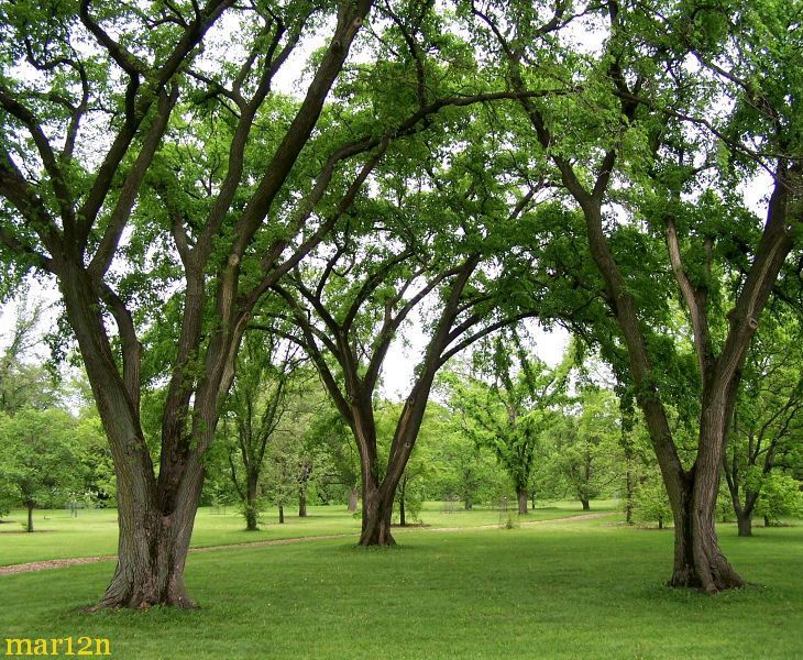 several trees are in the middle of a grassy area with lots of green leaves on them