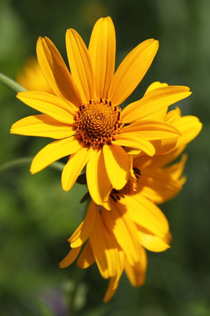 a yellow flower that is blooming in the sun