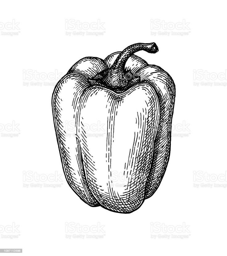 an illustration of a bell pepper on a white background royalty - art iste stock photo